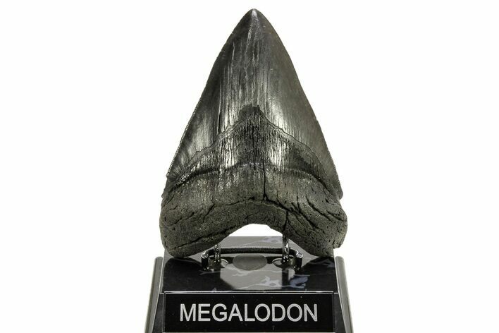 Fossil Megalodon Tooth - Beautiful River Meg #265027